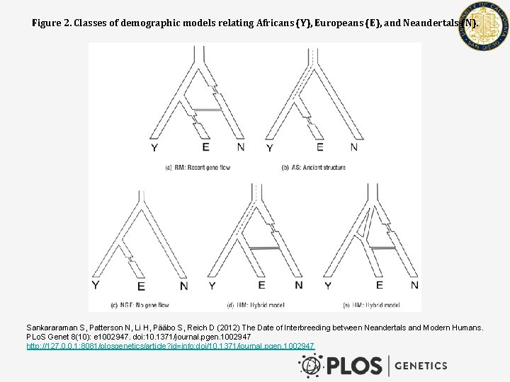 Figure 2. Classes of demographic models relating Africans (Y), Europeans (E), and Neandertals (N).