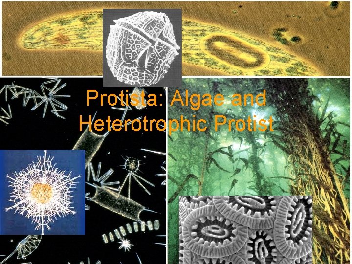 Protista: Algae and Heterotrophic Protist 