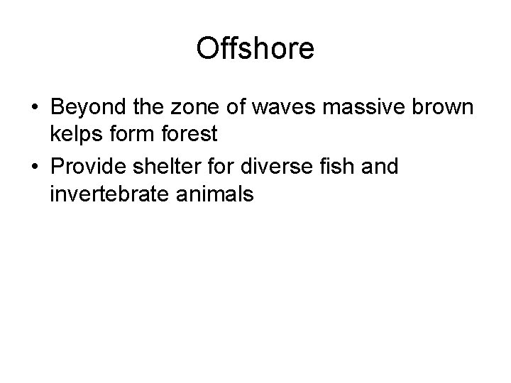 Offshore • Beyond the zone of waves massive brown kelps form forest • Provide