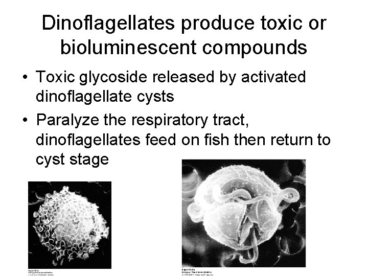 Dinoflagellates produce toxic or bioluminescent compounds • Toxic glycoside released by activated dinoflagellate cysts