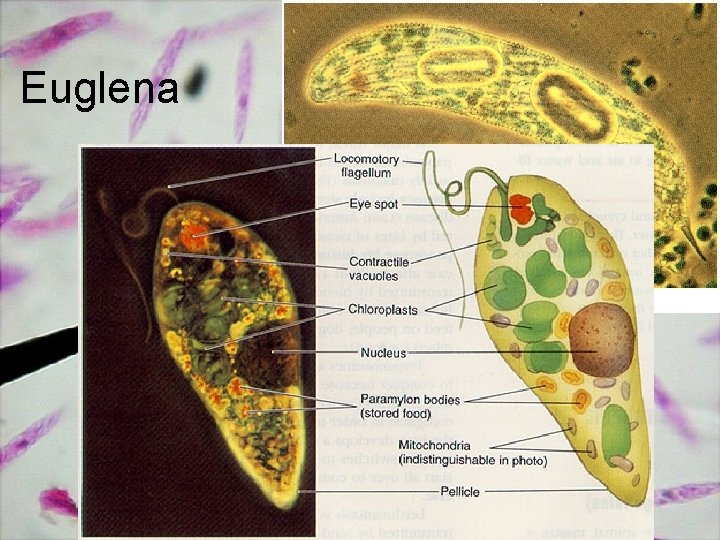 Euglena 