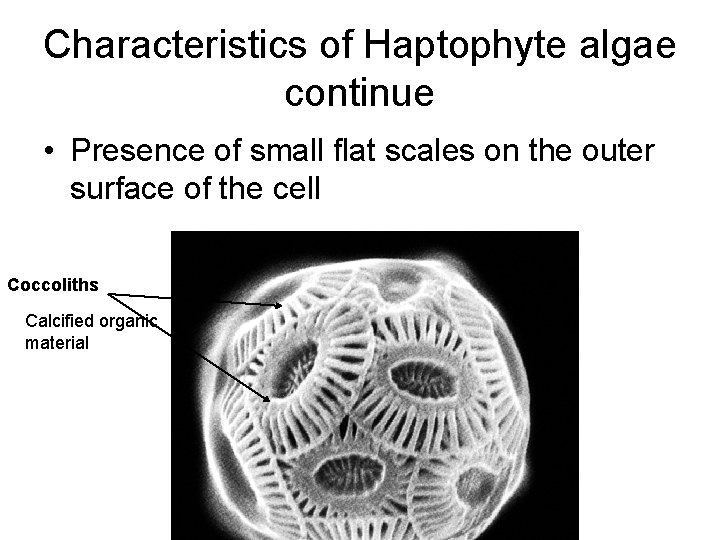Characteristics of Haptophyte algae continue • Presence of small flat scales on the outer