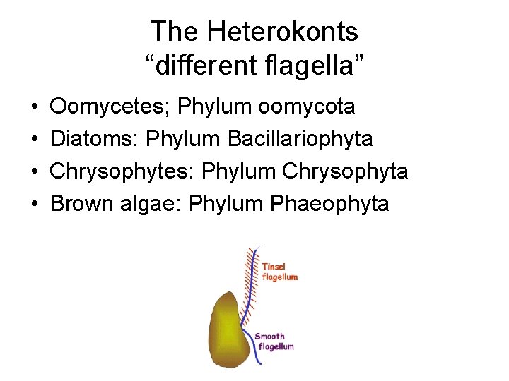The Heterokonts “different flagella” • • Oomycetes; Phylum oomycota Diatoms: Phylum Bacillariophyta Chrysophytes: Phylum