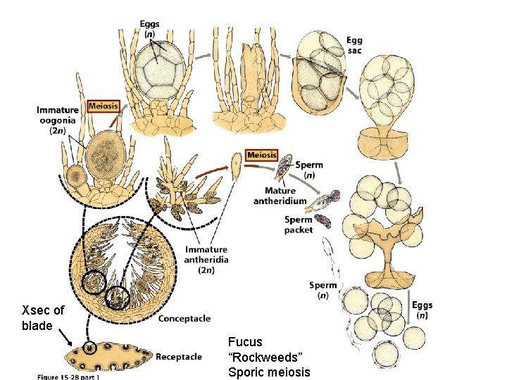 Xsec of blade Fucus “Rockweeds” Sporic meiosis 