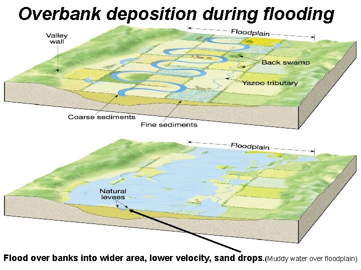 Overbank deposition during flooding Flood over banks into wider area, lower velocity, sand drops.