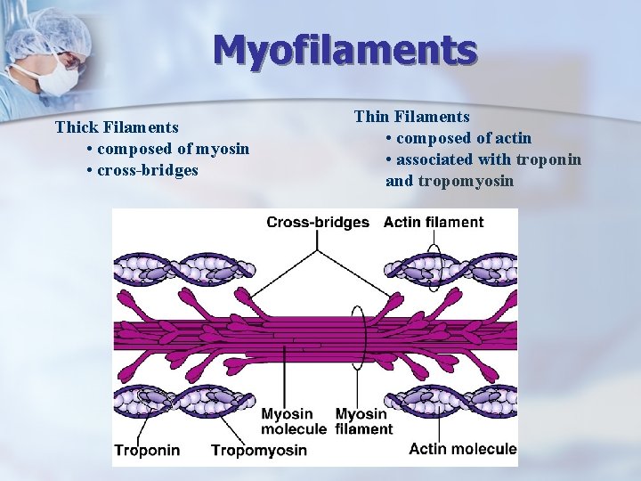 Myofilaments Thick Filaments • composed of myosin • cross-bridges Thin Filaments • composed of