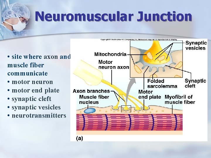 Neuromuscular Junction • site where axon and muscle fiber communicate • motor neuron •