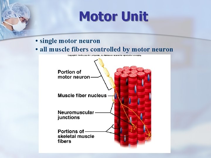 Motor Unit • single motor neuron • all muscle fibers controlled by motor neuron