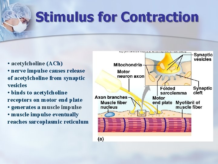 Stimulus for Contraction • acetylcholine (ACh) • nerve impulse causes release of acetylcholine from