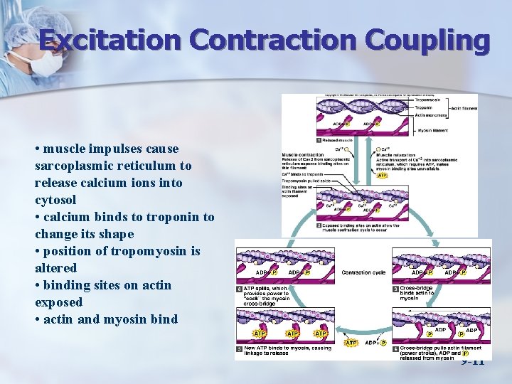 Excitation Contraction Coupling • muscle impulses cause sarcoplasmic reticulum to release calcium ions into