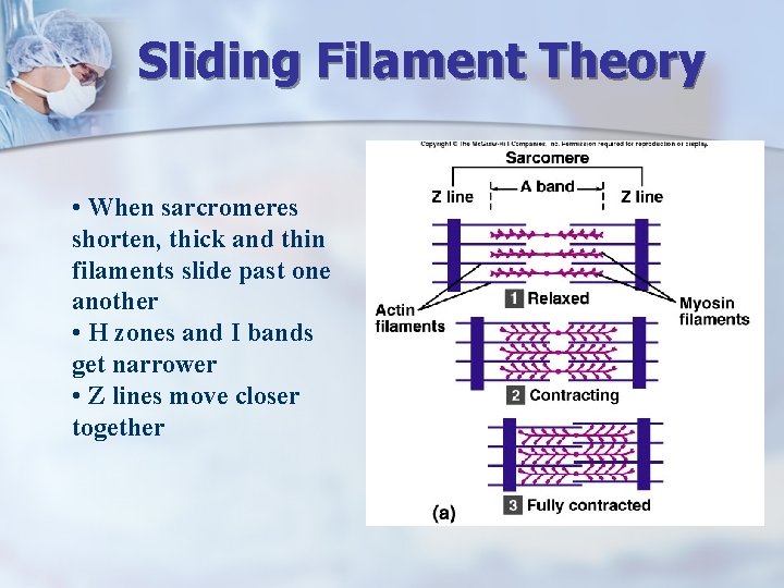 Sliding Filament Theory • When sarcromeres shorten, thick and thin filaments slide past one