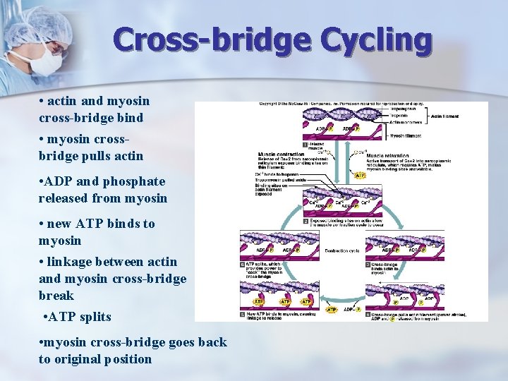 Cross-bridge Cycling • actin and myosin cross-bridge bind • myosin crossbridge pulls actin •