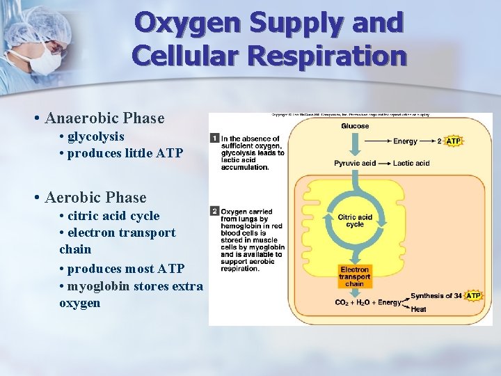 Oxygen Supply and Cellular Respiration • Anaerobic Phase • glycolysis • produces little ATP