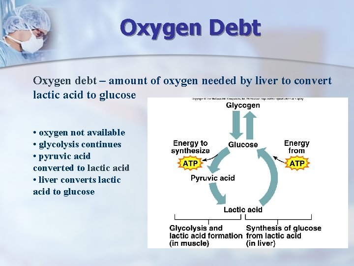 Oxygen Debt Oxygen debt – amount of oxygen needed by liver to convert lactic