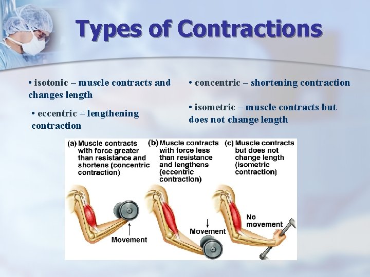 Types of Contractions • isotonic – muscle contracts and changes length • eccentric –