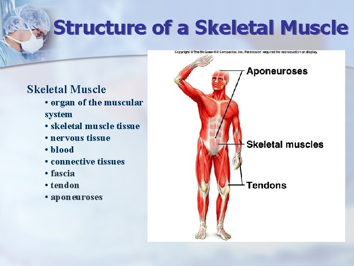 Structure of a Skeletal Muscle • organ of the muscular system • skeletal muscle