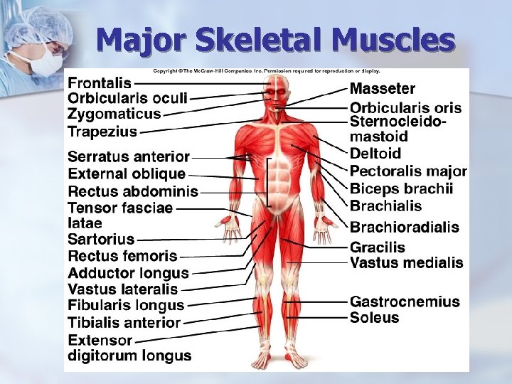 Major Skeletal Muscles 