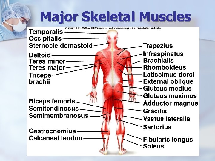 Major Skeletal Muscles 