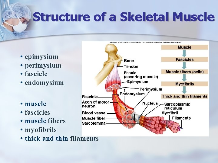 Structure of a Skeletal Muscle • epimysium • perimysium • fascicle • endomysium •