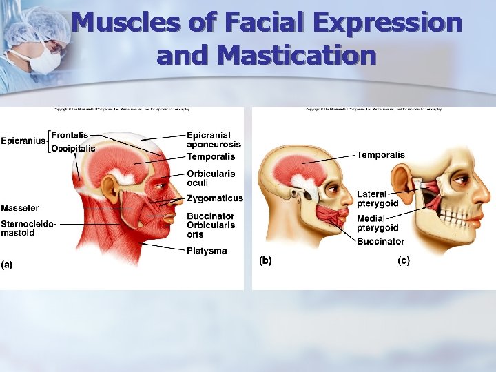 Muscles of Facial Expression and Mastication 