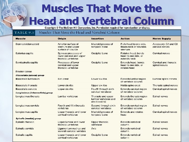 Muscles That Move the Head and Vertebral Column 