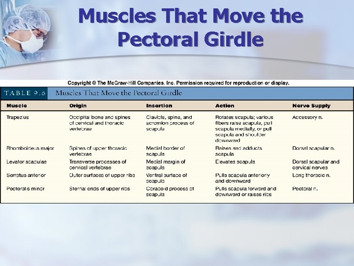 Muscles That Move the Pectoral Girdle 