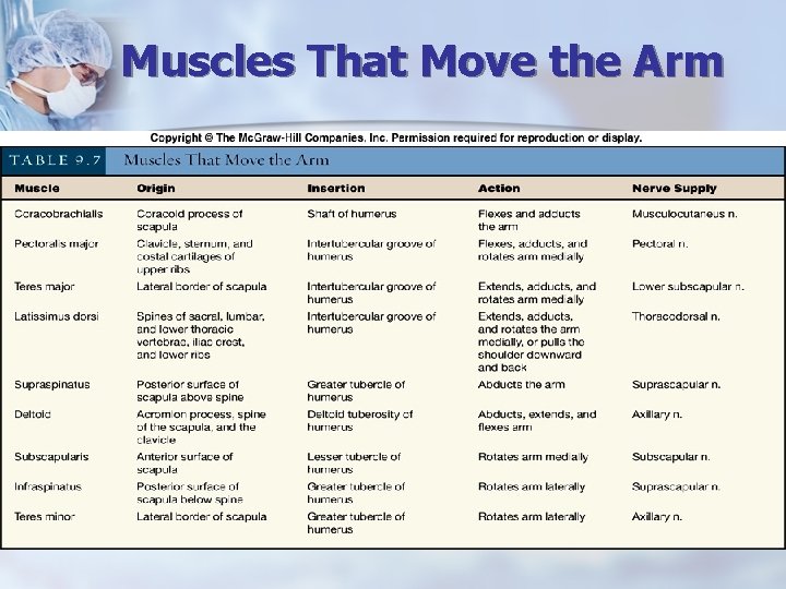 Muscles That Move the Arm 