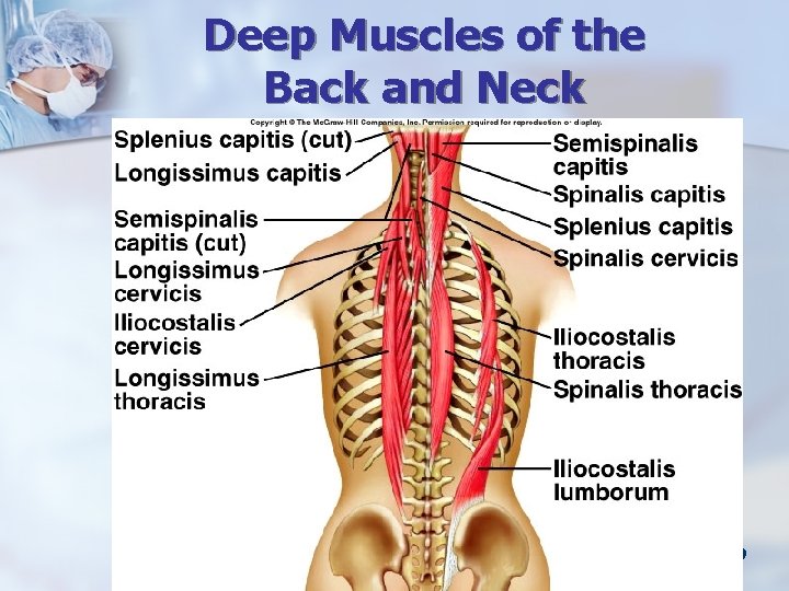 Deep Muscles of the Back and Neck 9 -39 