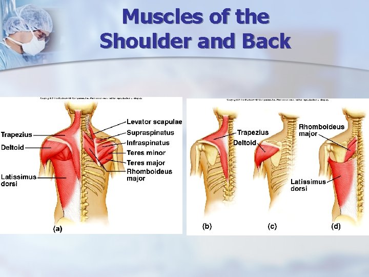 Muscles of the Shoulder and Back 