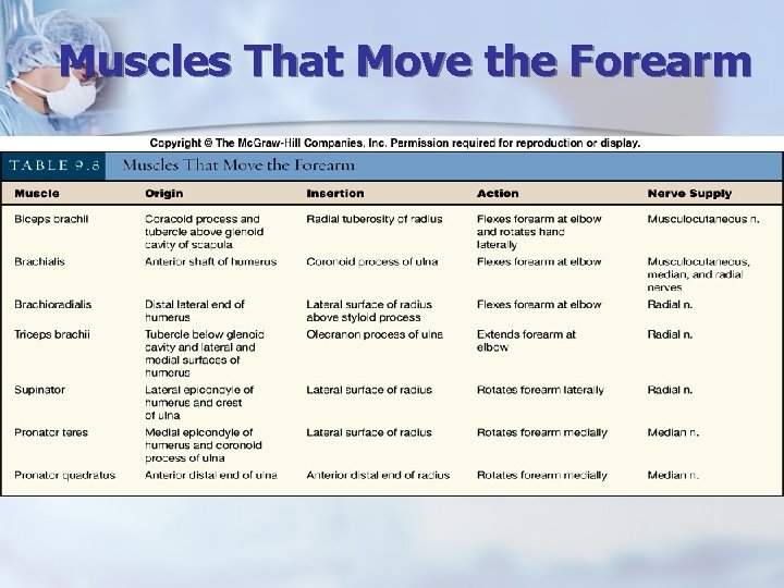 Muscles That Move the Forearm 