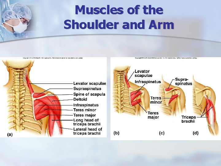 Muscles of the Shoulder and Arm 