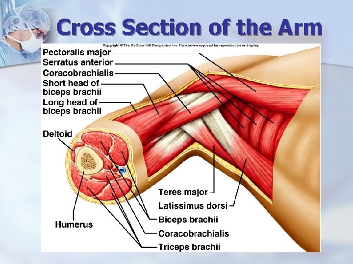 Cross Section of the Arm 