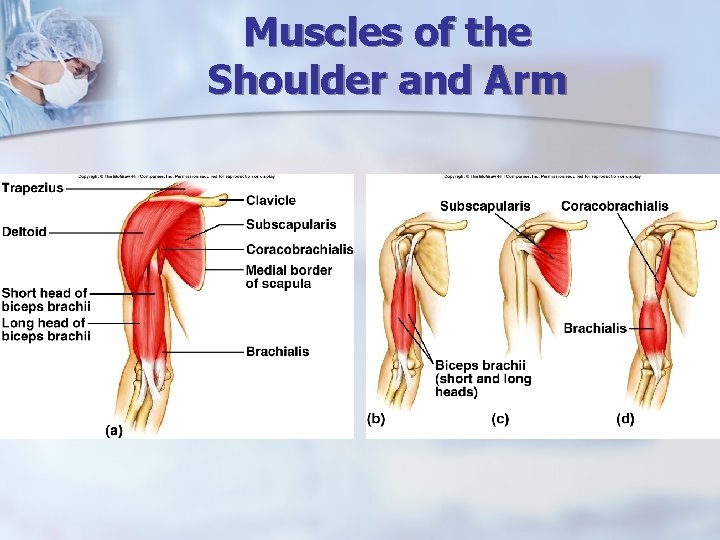 Muscles of the Shoulder and Arm 