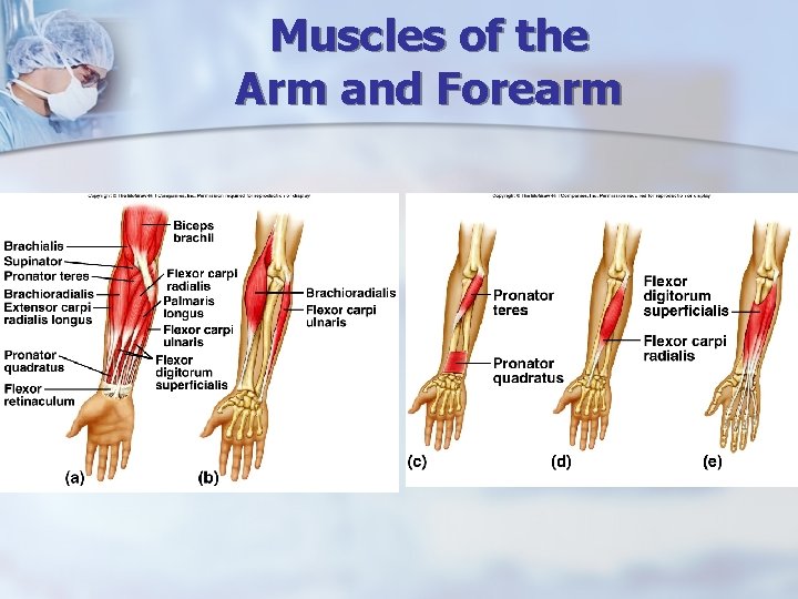 Muscles of the Arm and Forearm 