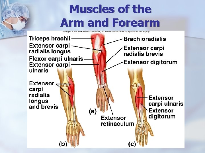 Muscles of the Arm and Forearm 