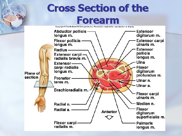 Cross Section of the Forearm 