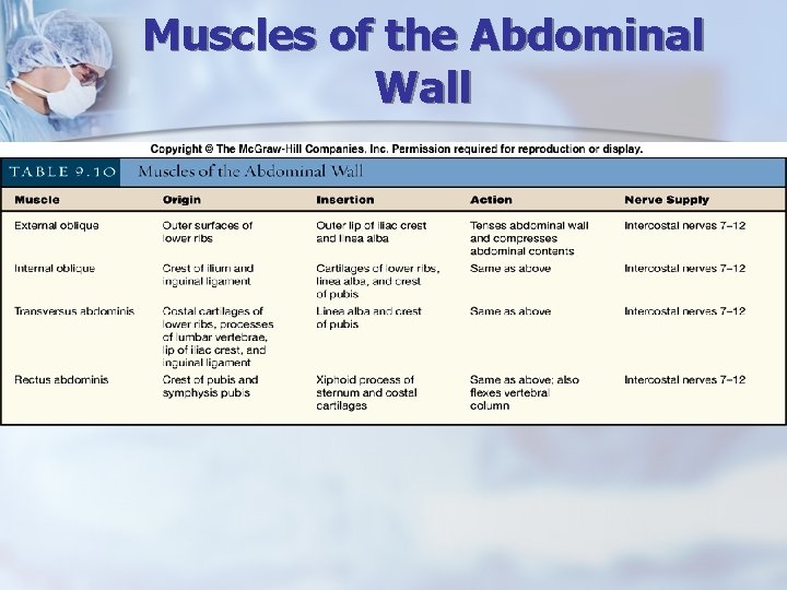 Muscles of the Abdominal Wall 