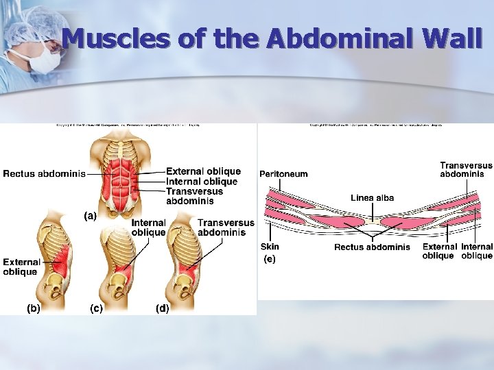 Muscles of the Abdominal Wall 