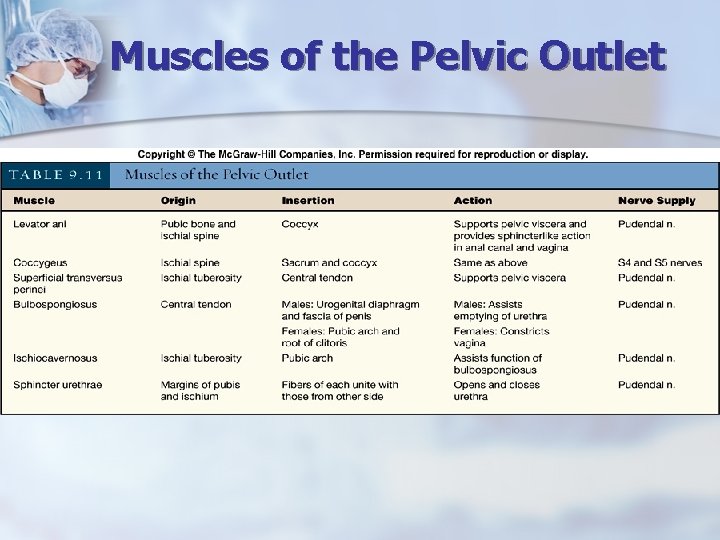 Muscles of the Pelvic Outlet 