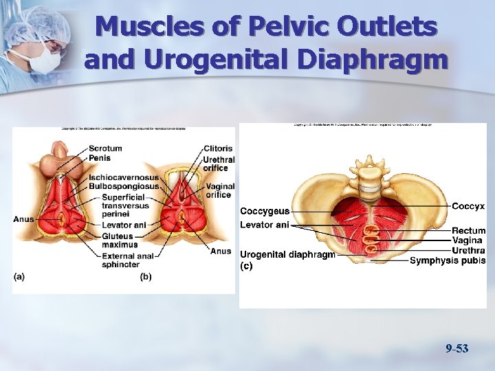 Muscles of Pelvic Outlets and Urogenital Diaphragm 9 -53 