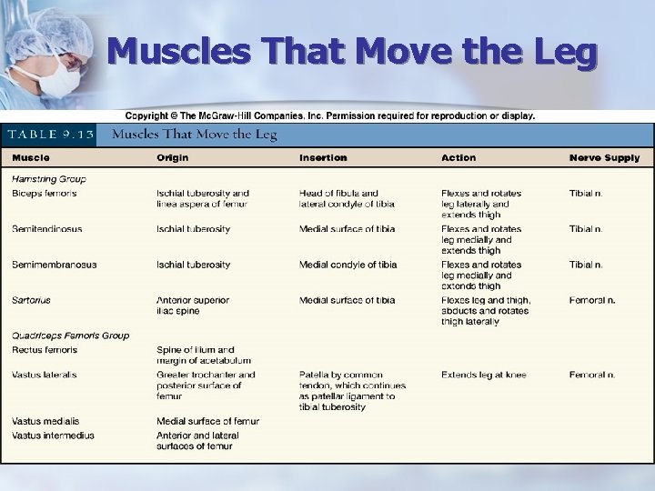 Muscles That Move the Leg 