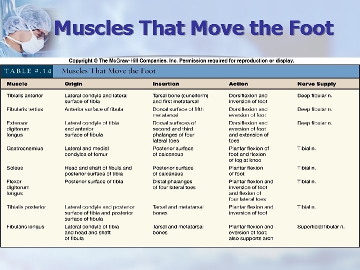 Muscles That Move the Foot 