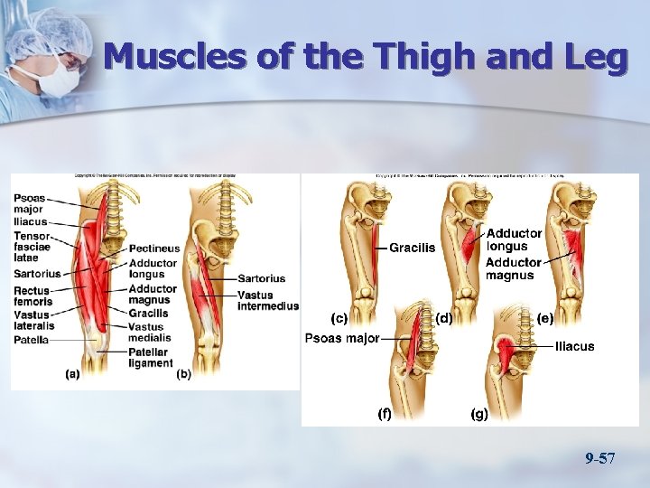 Muscles of the Thigh and Leg 9 -57 