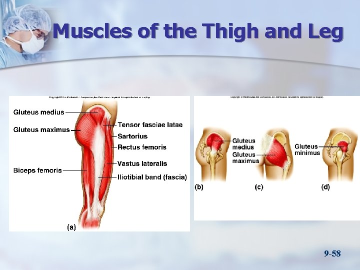 Muscles of the Thigh and Leg 9 -58 