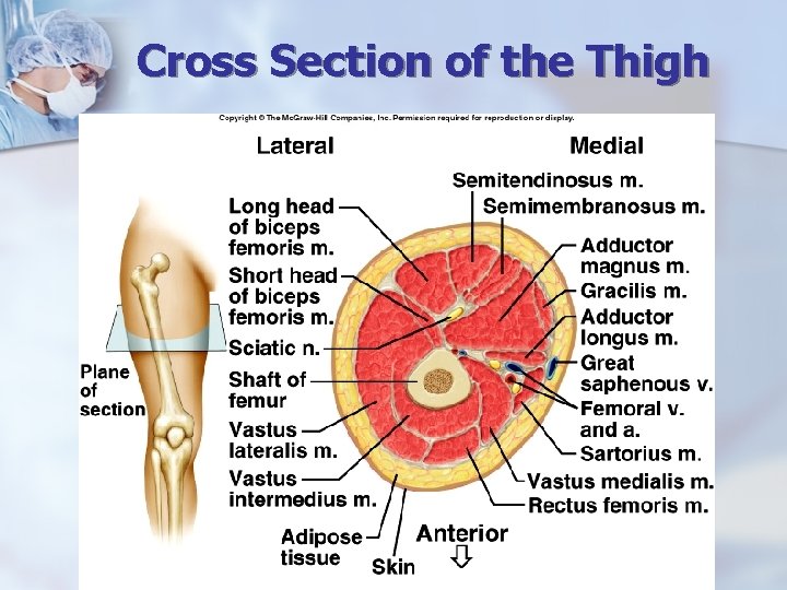 Cross Section of the Thigh 