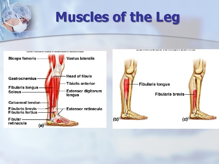 Muscles of the Leg 