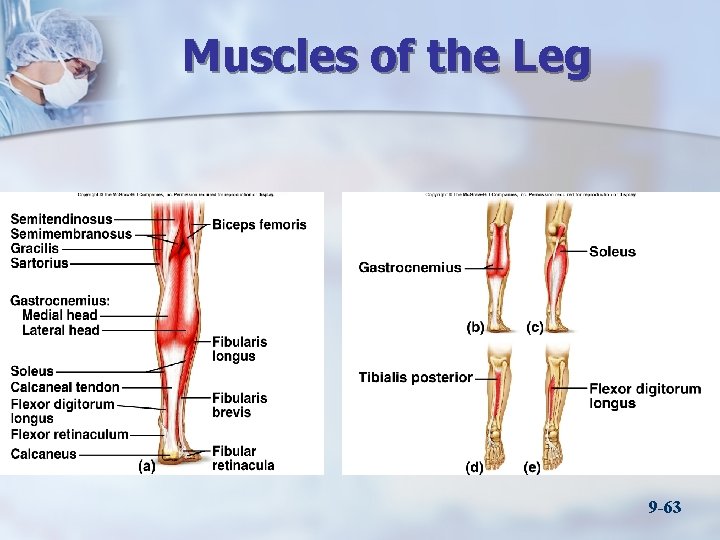 Muscles of the Leg 9 -63 