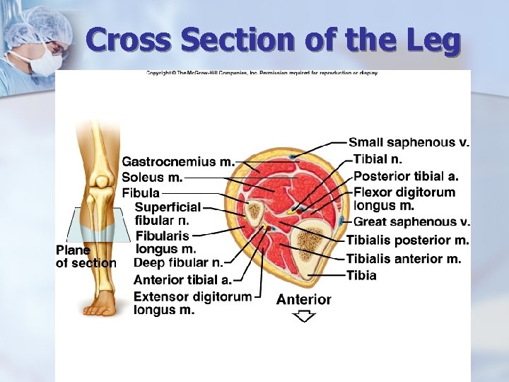 Cross Section of the Leg 