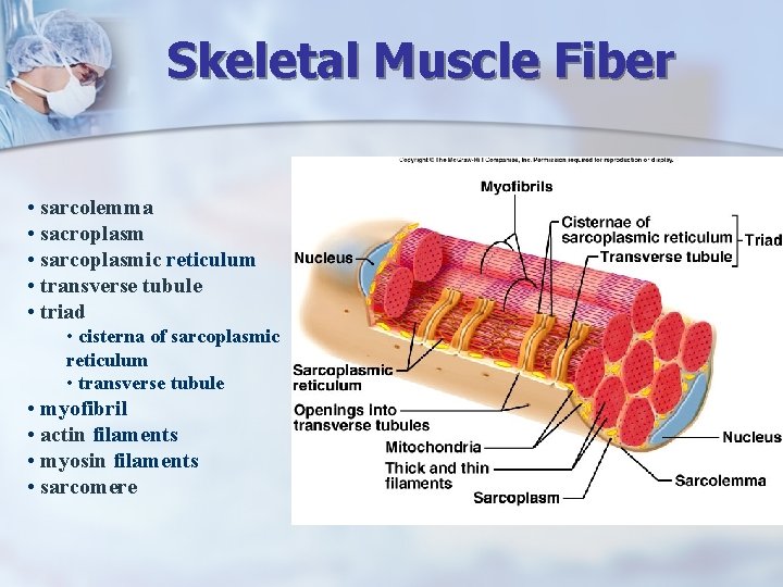 Skeletal Muscle Fiber • sarcolemma • sacroplasm • sarcoplasmic reticulum • transverse tubule •