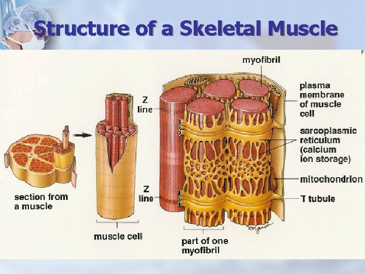 Structure of a Skeletal Muscle 